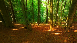 Serene, lush green forest with sunlight filtering through the canopy onto a dense bed of fallen leaves below